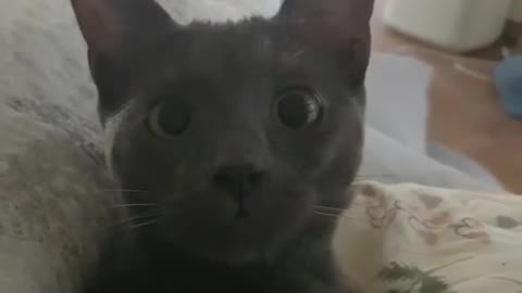 A cat lying on a couch with surprised eyes.