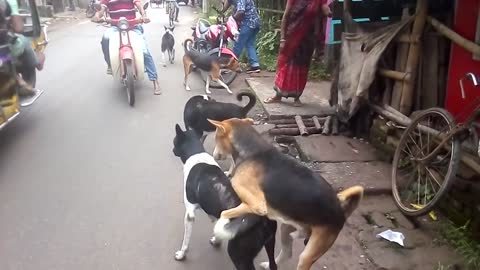 Street dogs fight for matting😂