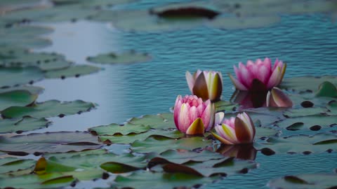 #roses and water