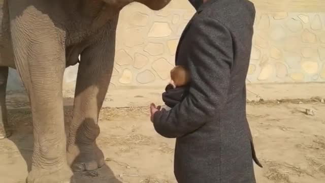 The breeder feeds the elephant carrots