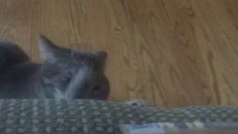 Cat steals cheese stick