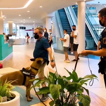 #PaisajeTerapia #Perro #