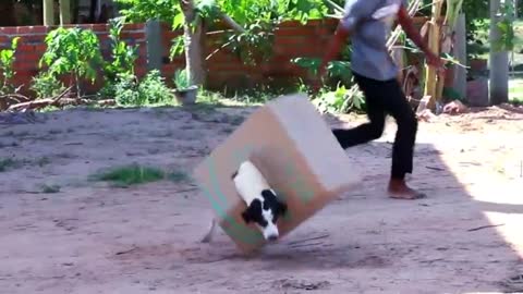 Funny prank video with dog# funnydog#cutrdog