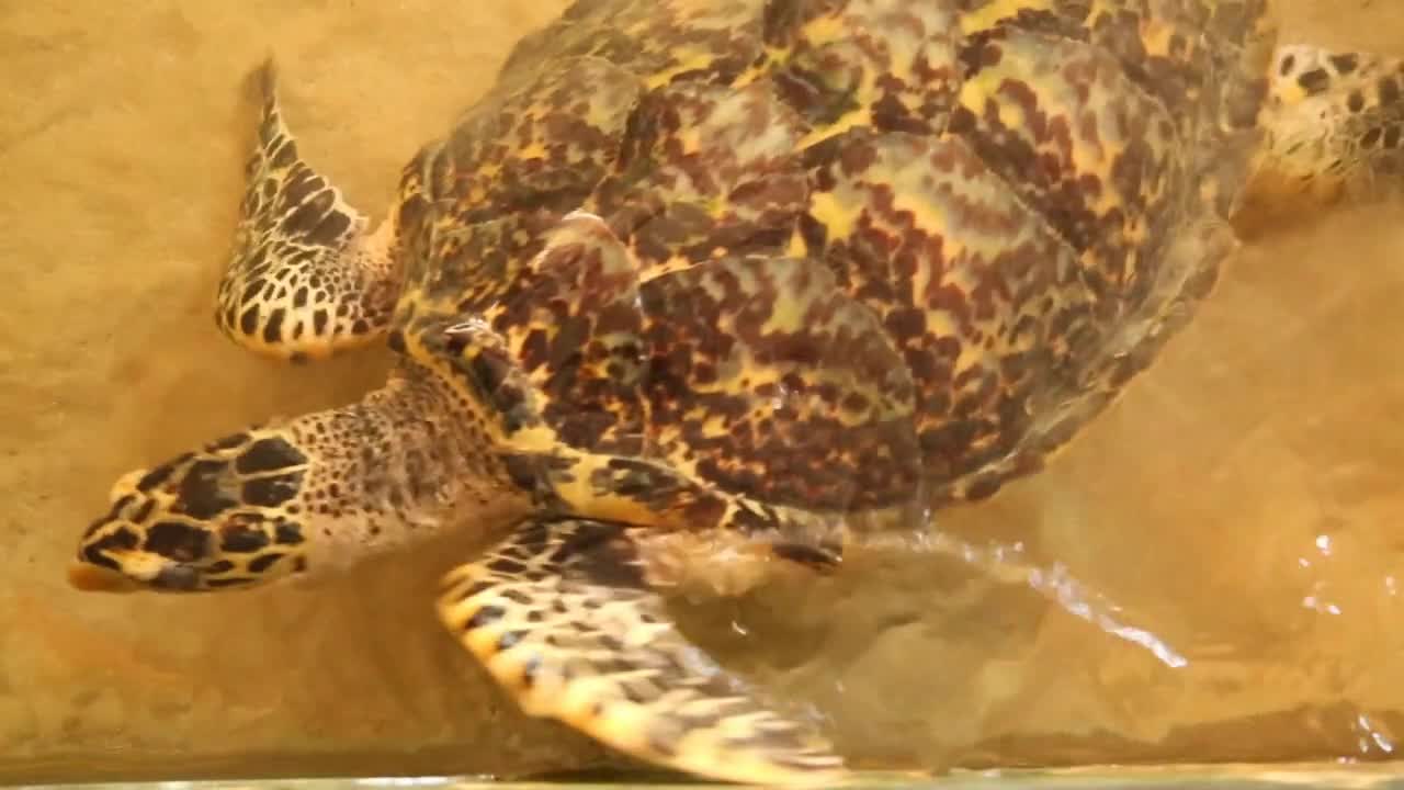 Baby turtles swimming in pool at Kosgoda Lagoon Turtle hatchery