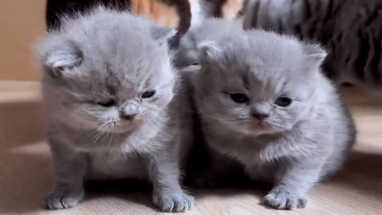 Cutest little animals