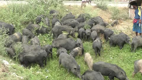 You will be amazed to see how to a group of pigs are grazed in the village