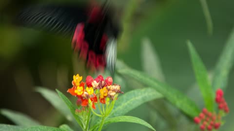 Black and red butterfly fluttering on a flower