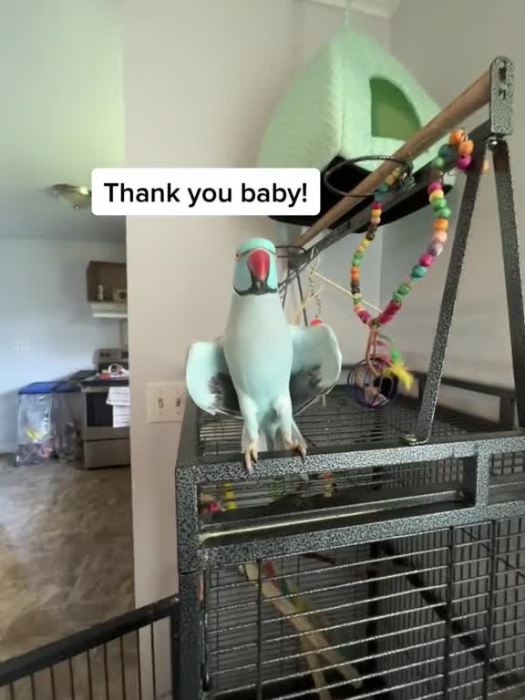 Finnally banned is lifted, more Kiwi videos to brighten your day 💙🐦