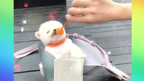 Cute Pomeranian puppies playing..