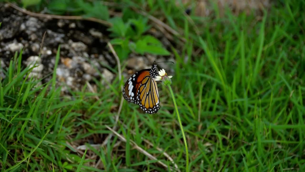 Monarch butterfly standing on flower