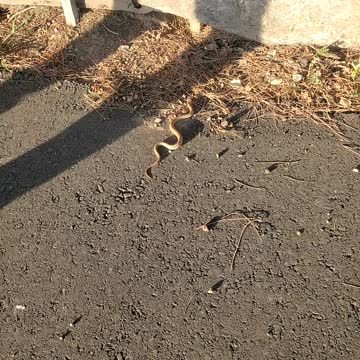Baby gopher snake on path