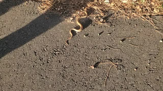 Baby gopher snake on path