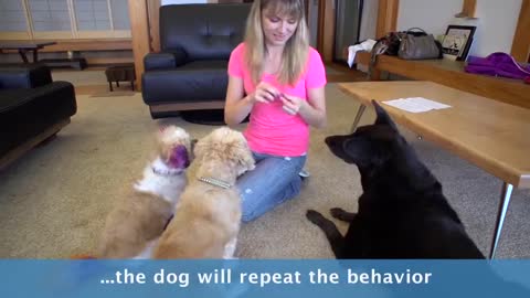 POSITIVE REINFORCEMENT DOG TRAINING