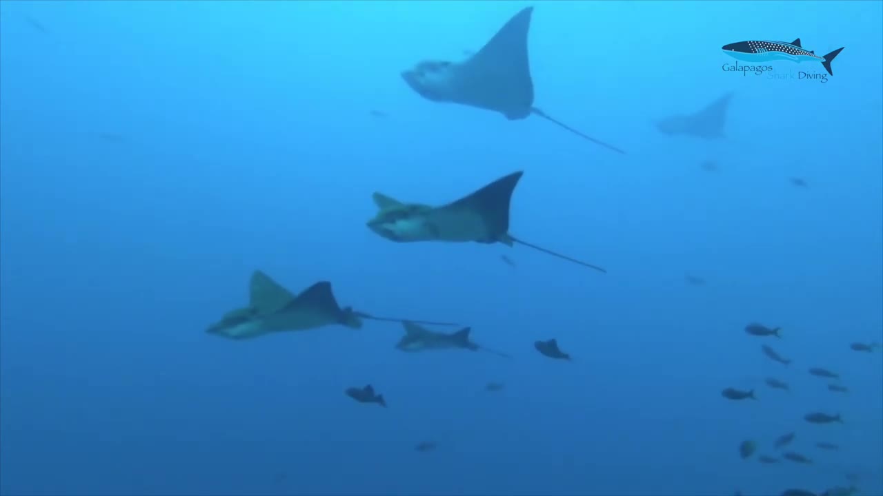 Spotted eagle rays become fascinated with scuba diver in Galapagos Islands