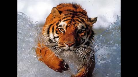 the beauty of tigers