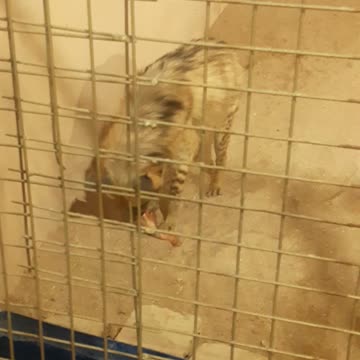 Arabian wolf eating in the zoo