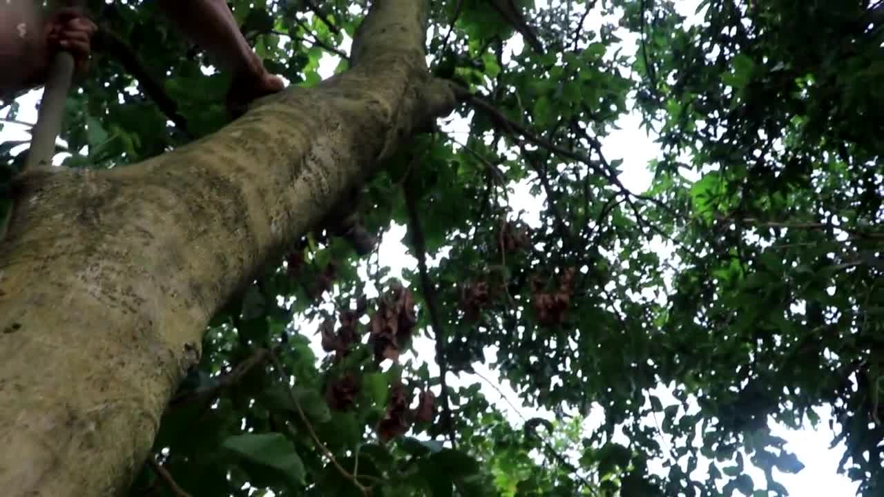 Adventure in forest - Find Fruit In The Jungle - Eating santol delicious