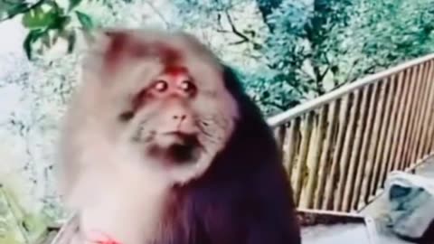 Very Funny Animals Video 🤣🤣🤣🤣