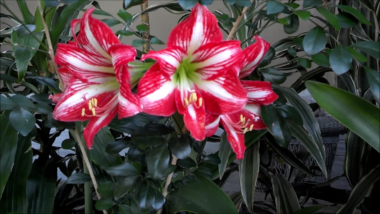 Bougainville and Amaryllis easy to grow in south Florida.