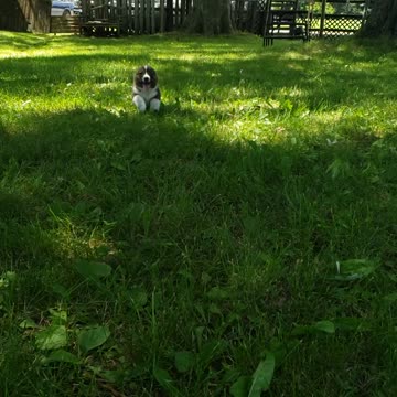 Corgi puppy running