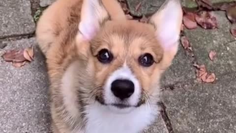 8.Watch Corgi Puppy Grow Up! Then and Now.