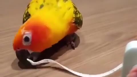 The parrot dance XD