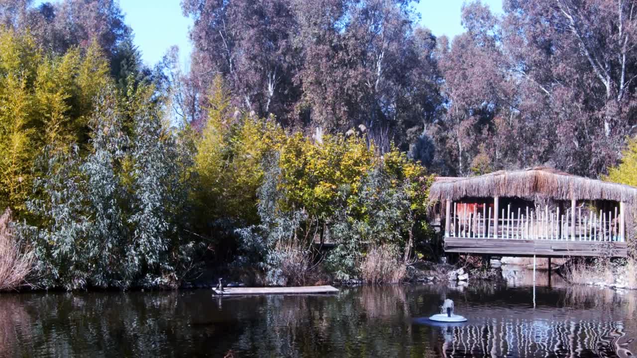 Ducks And Wooden Bridge Near The Lake