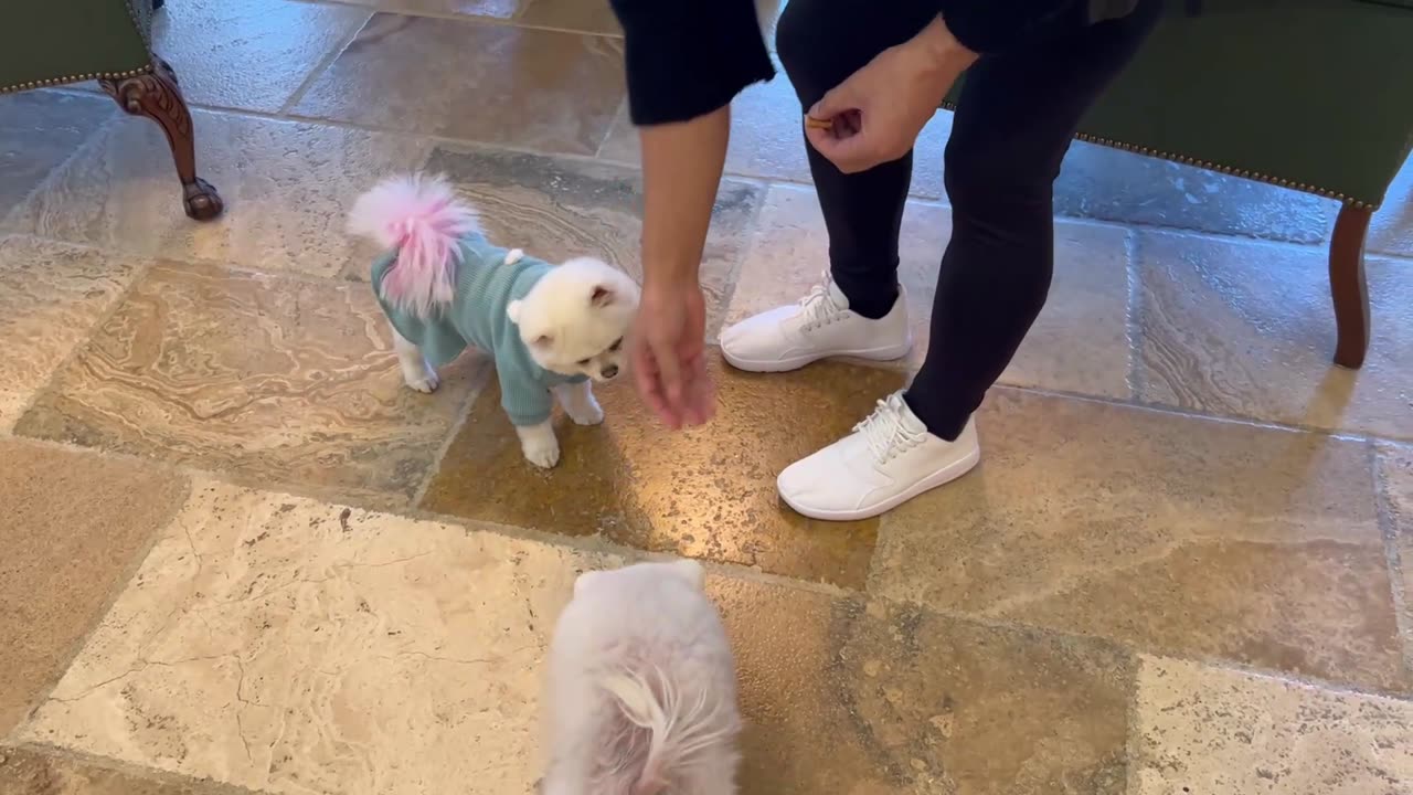 20230227文贵先生GETTR¹：尊敬的战友们好……一个在自由国度和暴力国度成长不同狗的对比