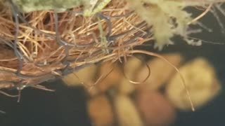 Underwater Video of my Tadpoles & Froglets in their Habitat