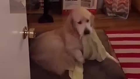 A dog that goes to bed by itself