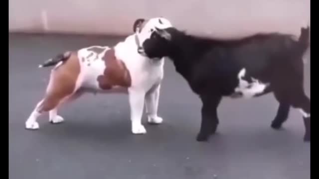 Dog v Goat