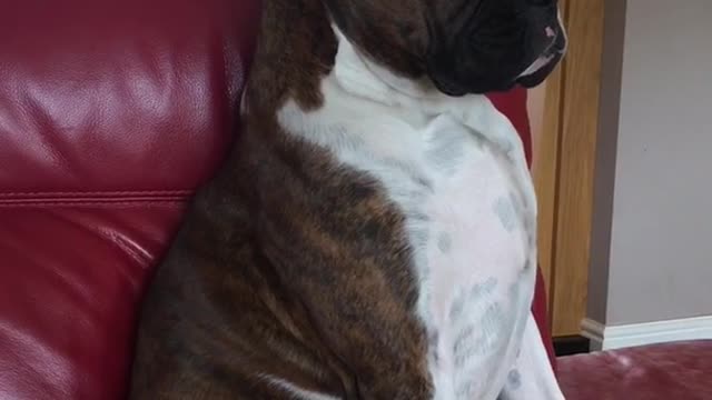 Dog falls asleep on red sofa