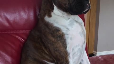 Dog falls asleep on red sofa