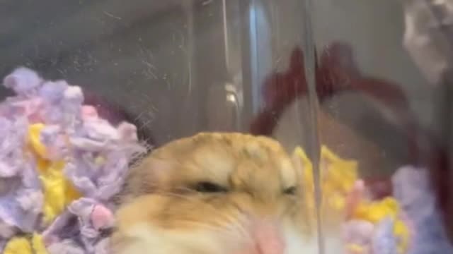 hamster drama