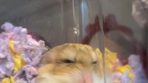 hamster drama