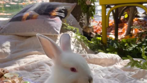 video-of-a-bunny-chewing-a-leaf-