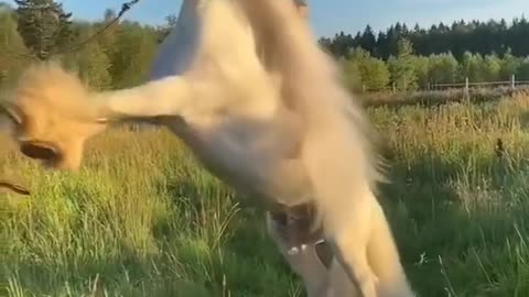 Video horse