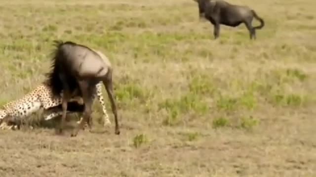 Two cheetahs grabbed wildebeest, only to be wildebeest