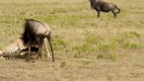 Two cheetahs grabbed wildebeest, only to be wildebeest