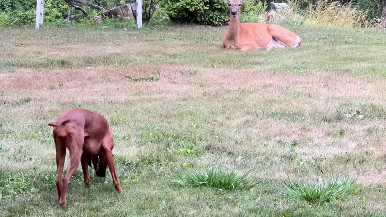 Dog Meets Deer