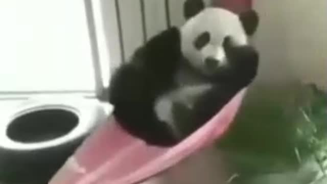 Panda Swings, Yarns, And Rub Eyes In Hammock