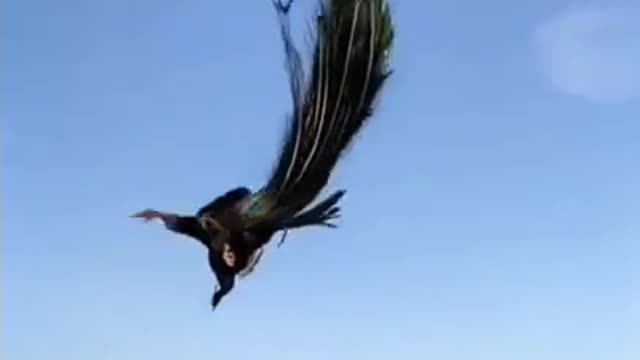 Beautiful peacock Flying video