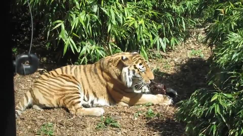 Dangerous tiger