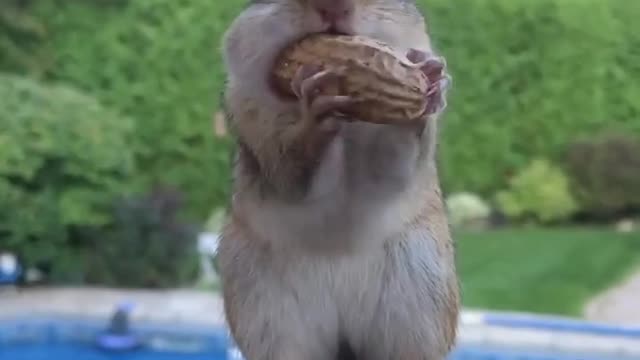 squirrel make fun in front of camera that was soo cutee๐๐