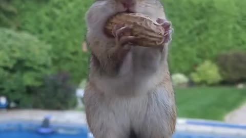 squirrel make fun in front of camera that was soo cutee😍😍