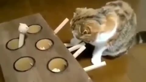 Cat playing Time