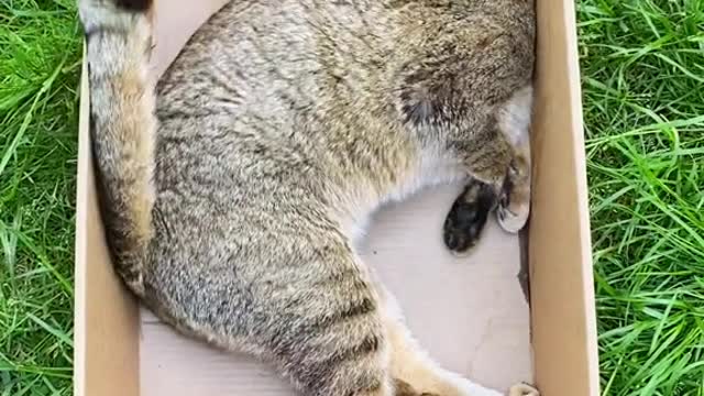 Was going for scratchy box asmr but couldn’t hold it together