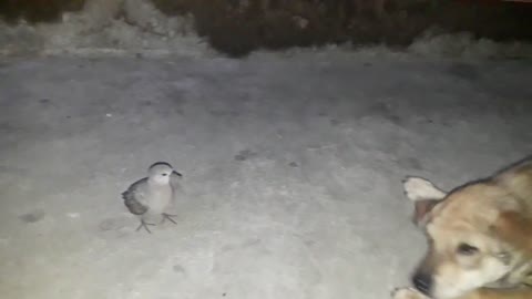 Dogs and pigeons playing together