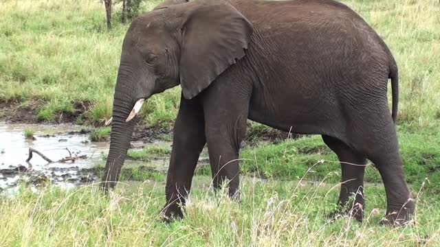 A big, beautiful elephant.