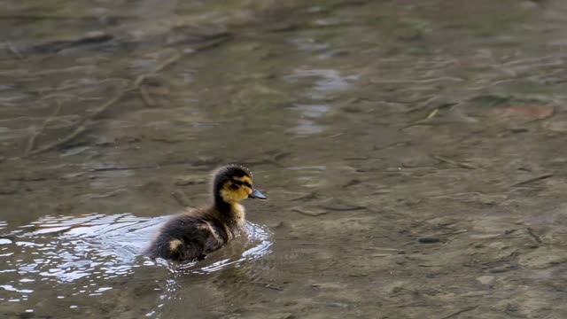 Cute Duck Swemming